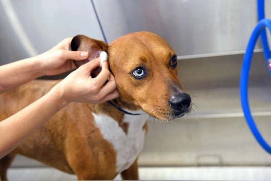 Advanced Ear Barrier Repair Serum